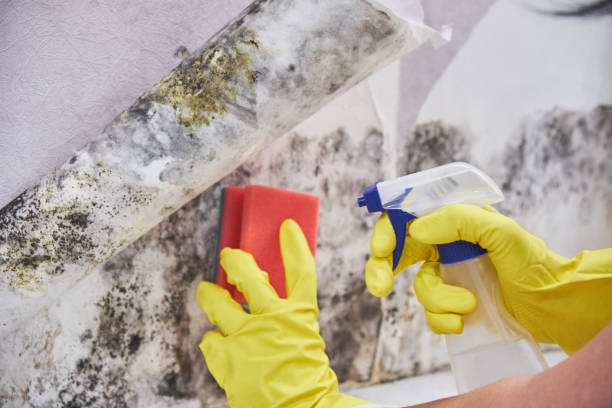 Best Residential Mold Inspection & Testing  in Auburn, IL